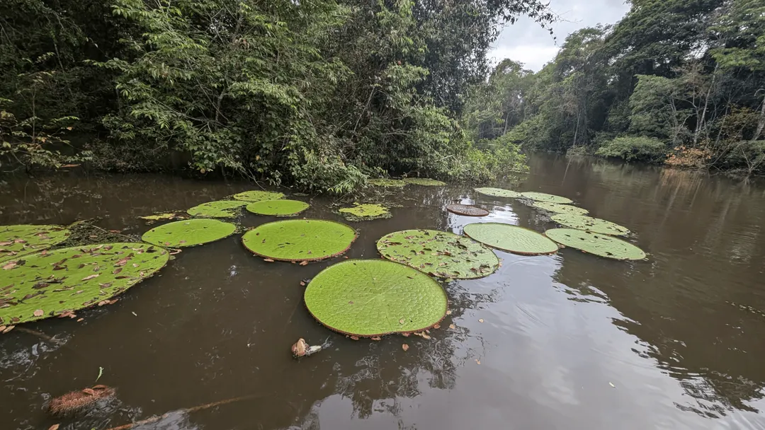 New giant water lily species found in Colombia, visible from space