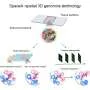 Spatial genomics tool maps long-range DNA contacts in intact tissue