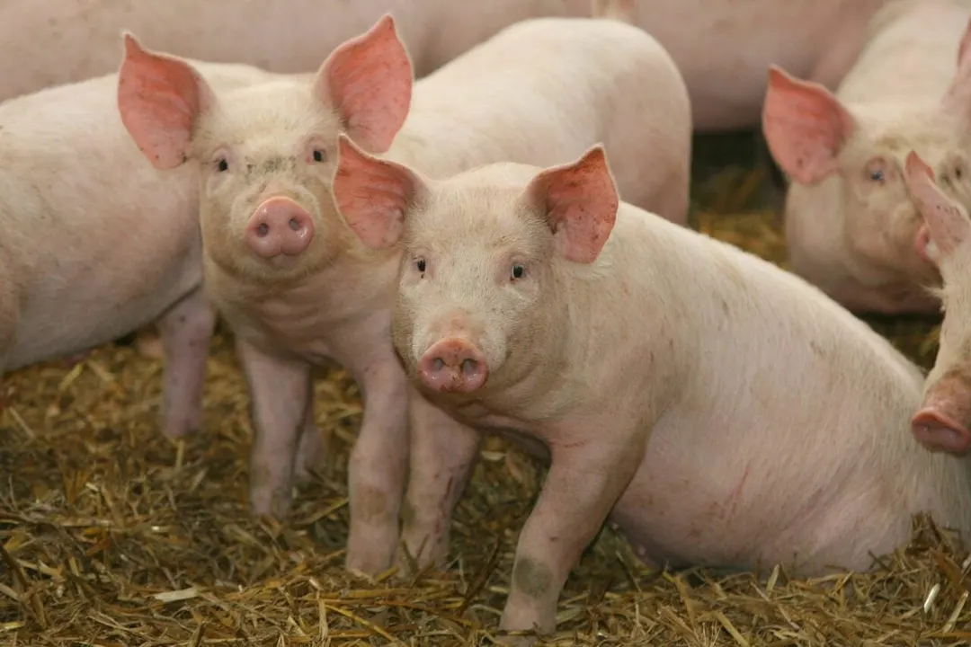 Pig kidneys frozen for a year revived and transplanted