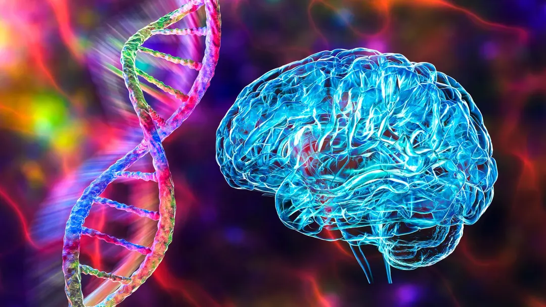 Scientists find how a rare FN1 mutation shields APOE ε4 carriers from Alzheimer's