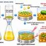 Plasmonic coating on bacteria enables rapid sepsis diagnosis