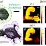 Researchers map molecules with identical mass but different structures on surfaces