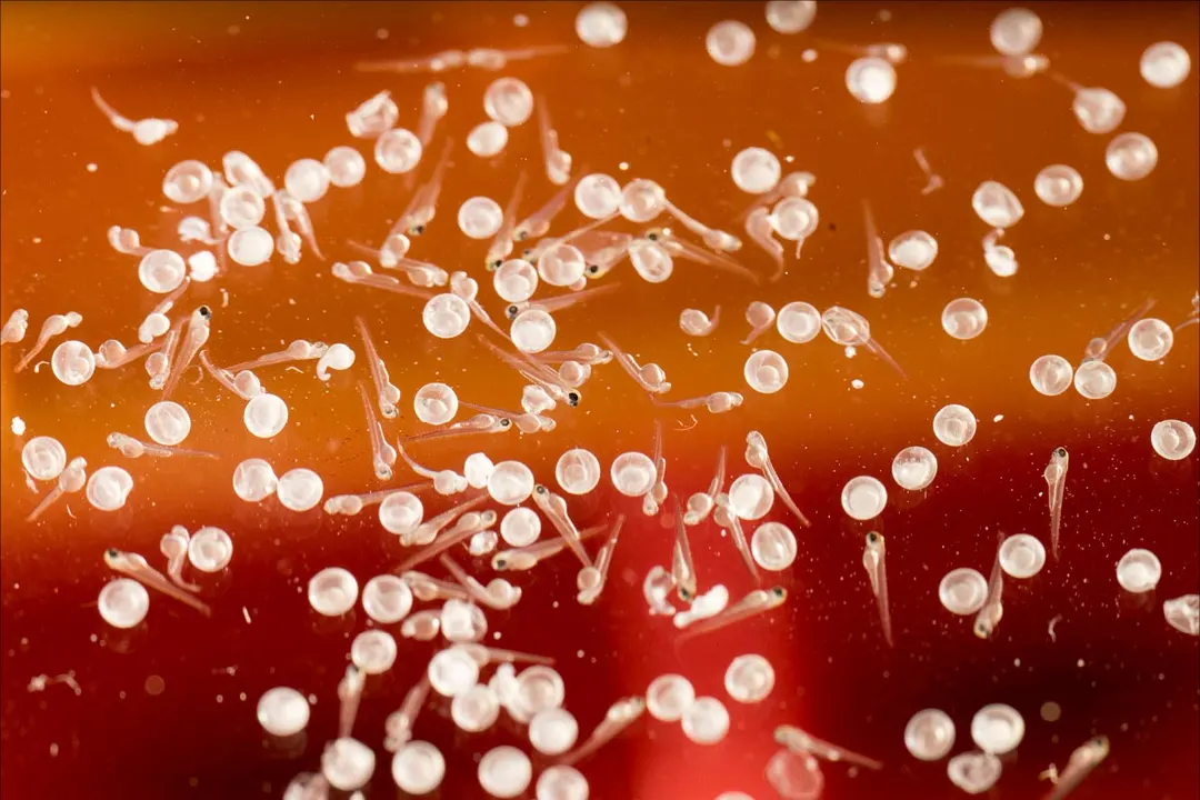 MSK scientists uncover dual role of 5-oxoETE in inflammation