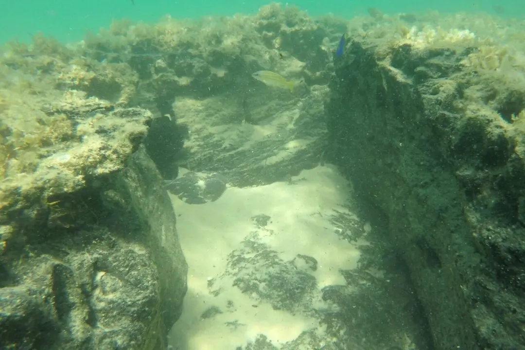 Ancient submerged forests off Mozambique found reborn as peat reefs