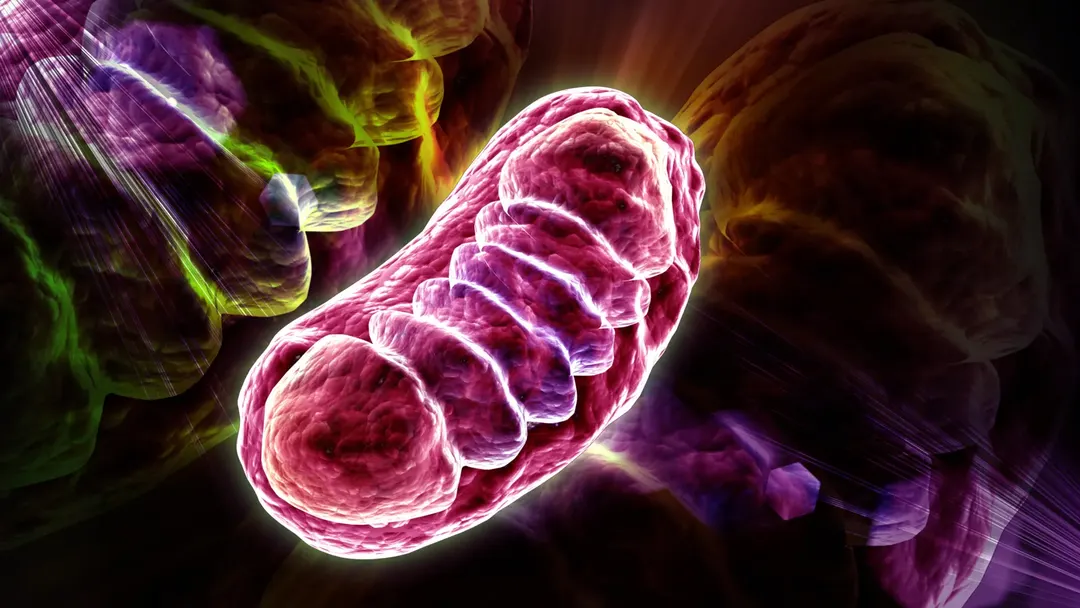 Excess RNA starves cells of energy by damaging mitochondria