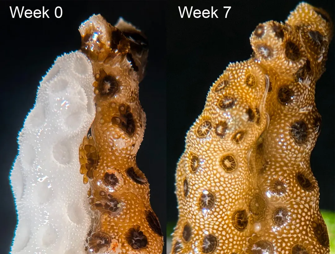Stanford scientists rescue bleached corals in seven weeks via clone contact