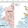 AI designs functional enzyme components to aid drug discovery