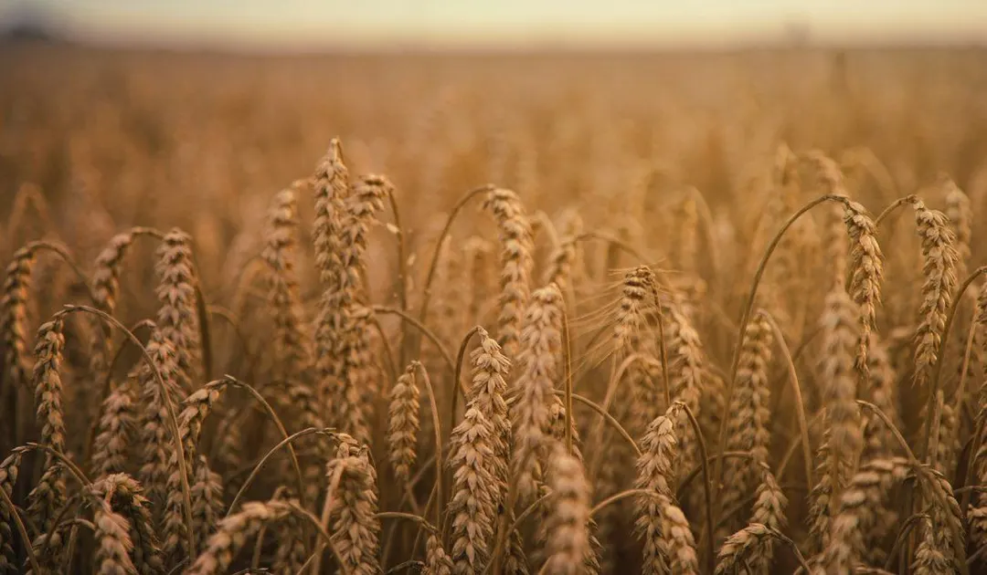 Sandworm and UAC-0099 teamed up to wipe data at Ukrainian grain firm