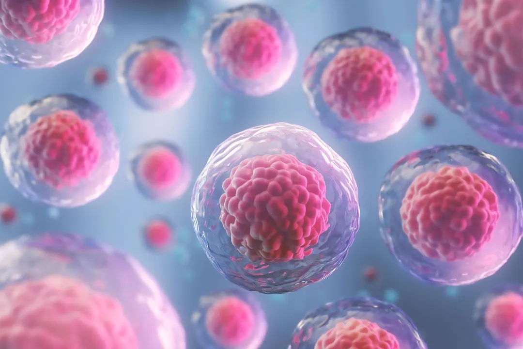 Study: Autophagy Changes With Age Differ by Cell Type and Sex