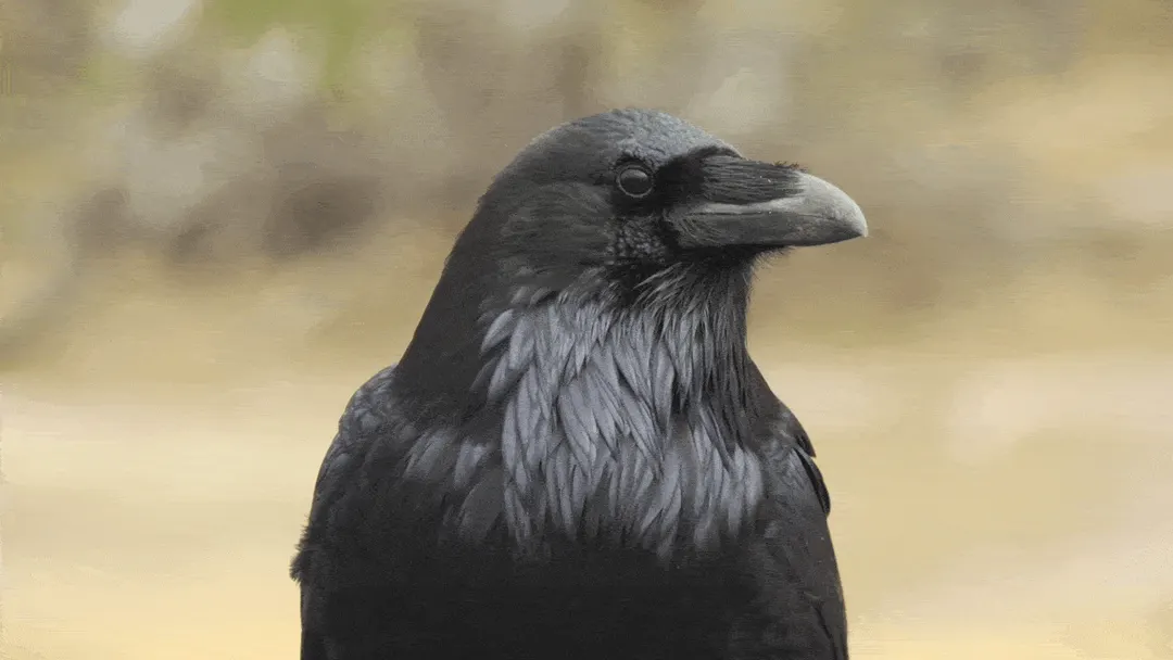 Crows make decisions twice as fast as humans, study finds