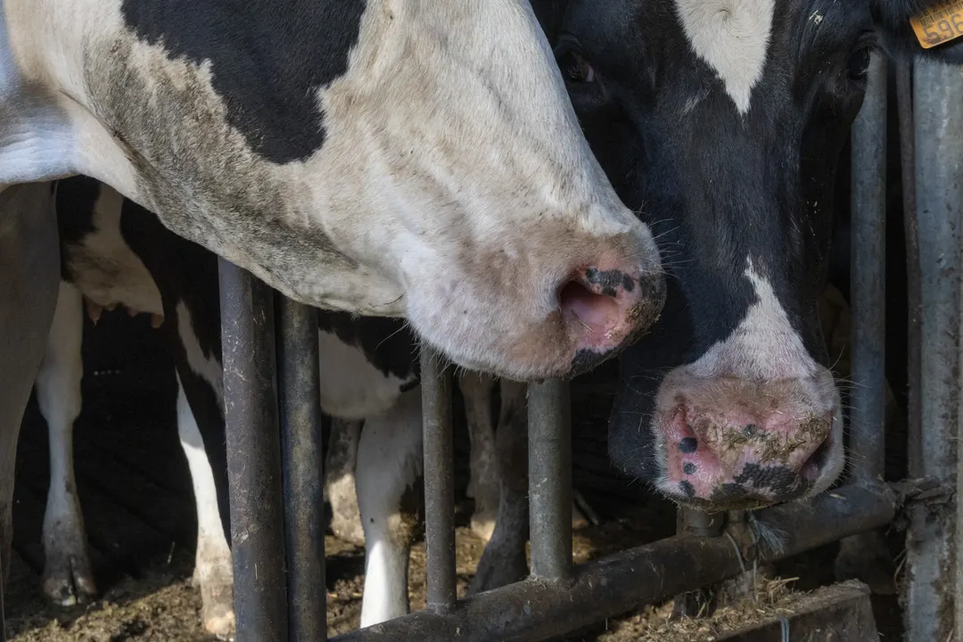France Confirms World's First Human Case of Shamonda Virus