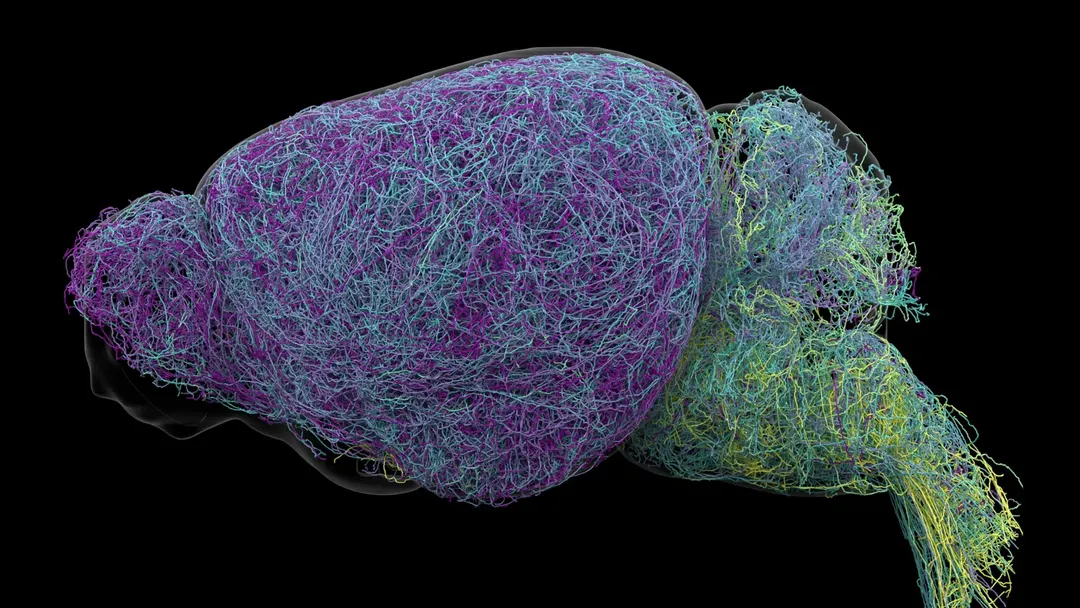 Scientists find hidden targeted norepinephrine signaling in the brain