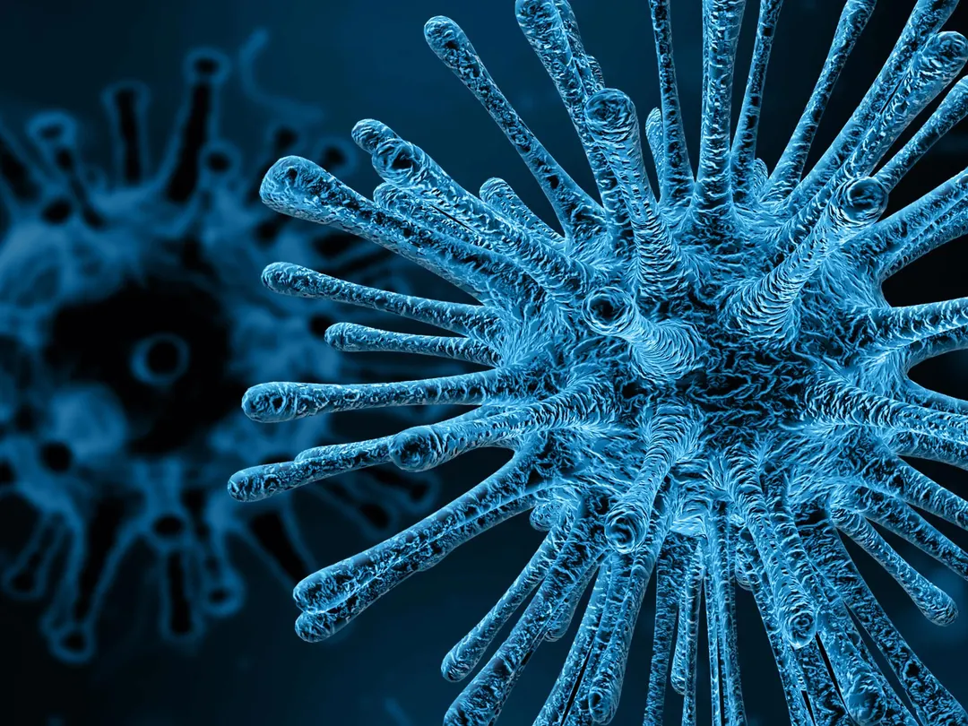 Deadly Sabiá virus hid in Brazil for 142 years and evaded tests