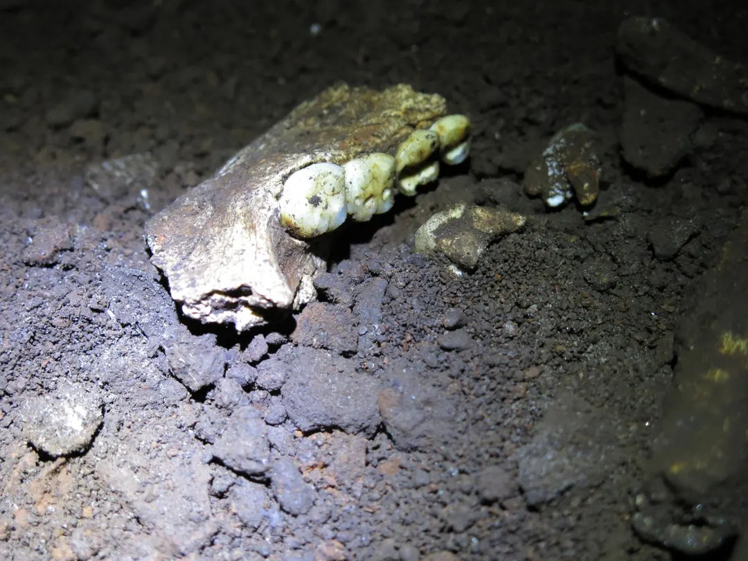 Tooth proteins hint Homo naledi burial site held only females