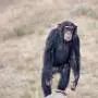 Ancient virus in chimpanzee DNA switches off a gene active in humans