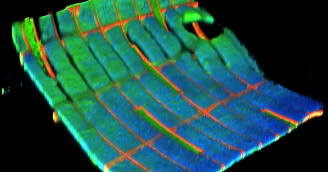 UMass Amherst biohybrid mesh harvests electricity from beating heart cells