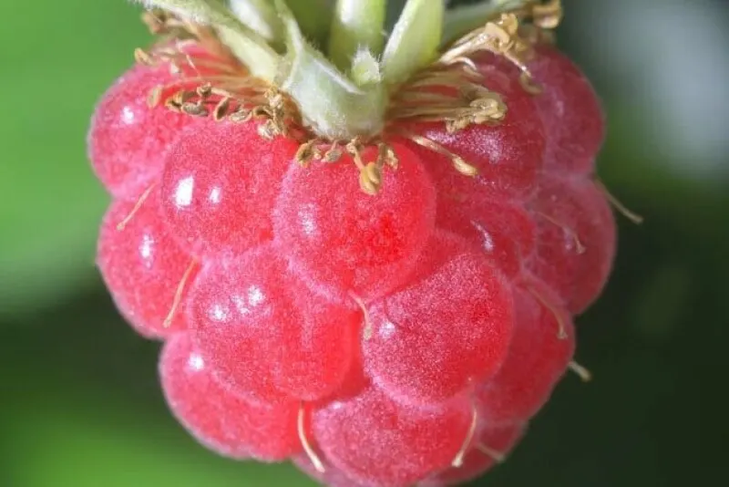 Raspberry Pi Desktop moves to Debian 13 and revives old PCs