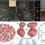 Nanoscale alloy redesign tackles cold brittleness for deep-space and deep-sea use