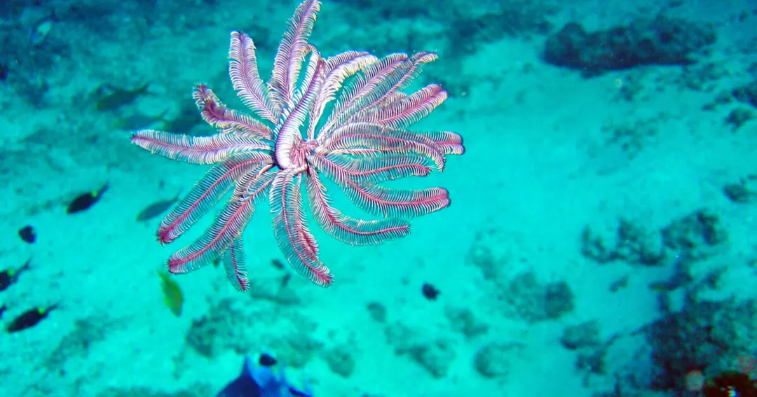 Feather-star robot maneuvers in 3D with just two actuators