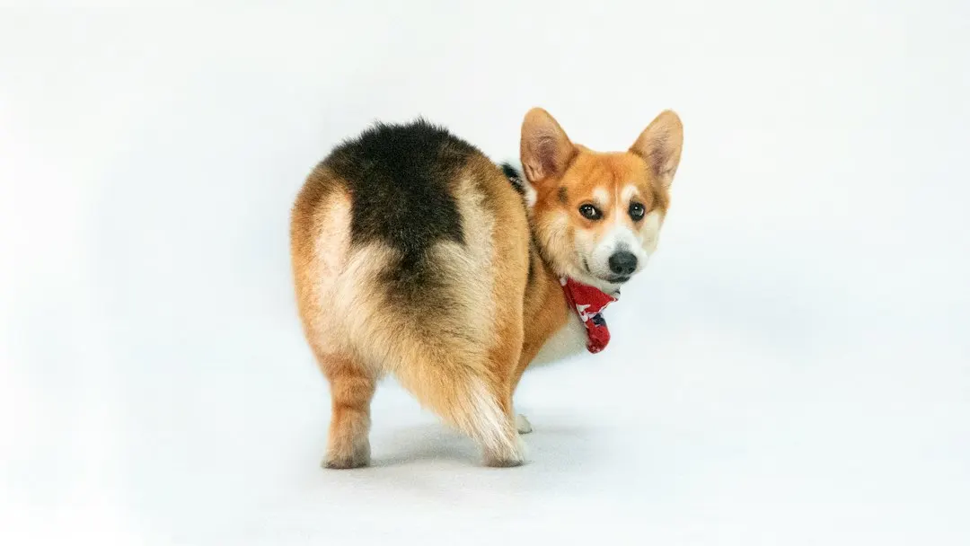 Corgi: an agent-terminal multiplexer with persistent sessions and token tracking
