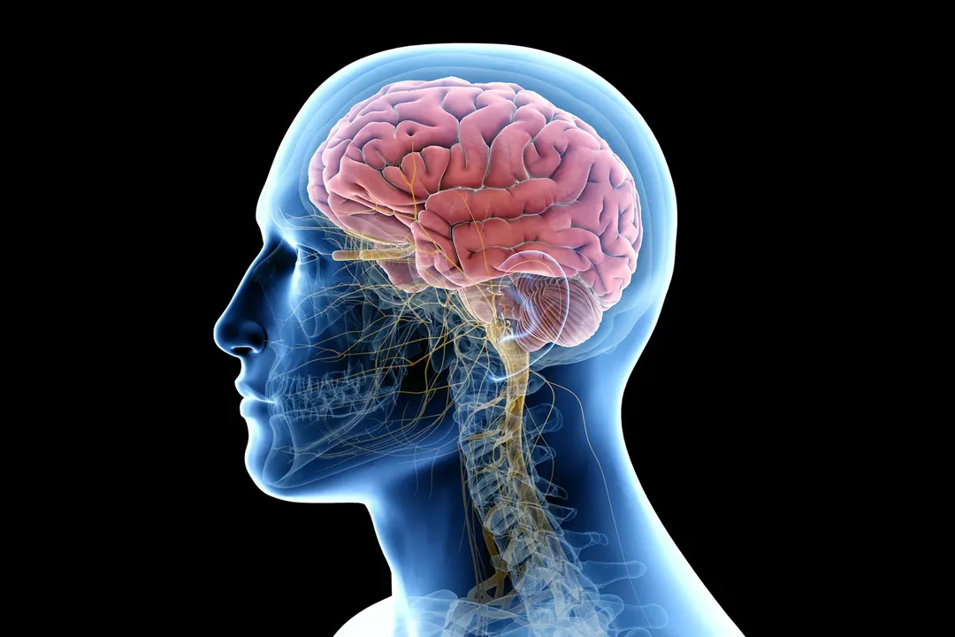 Blocking an Enzyme Restored Brain Growth in Angelman Syndrome Mice