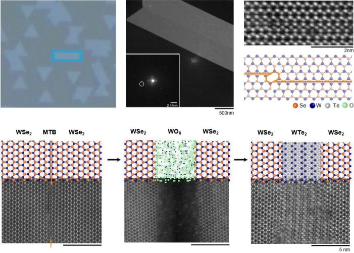 Transistors fabricated in-situ in a tungsten ditelluride monolayer