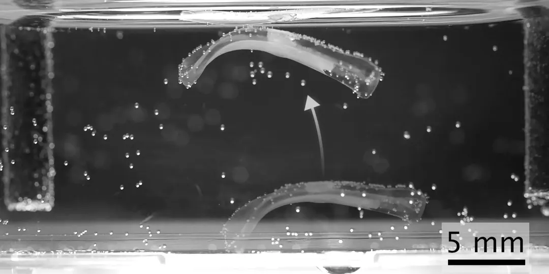 ETH Zurich builds bioactuators from living muscle and hydrogel