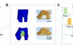 3D printed hydrogel stretches 1100% for soft robots