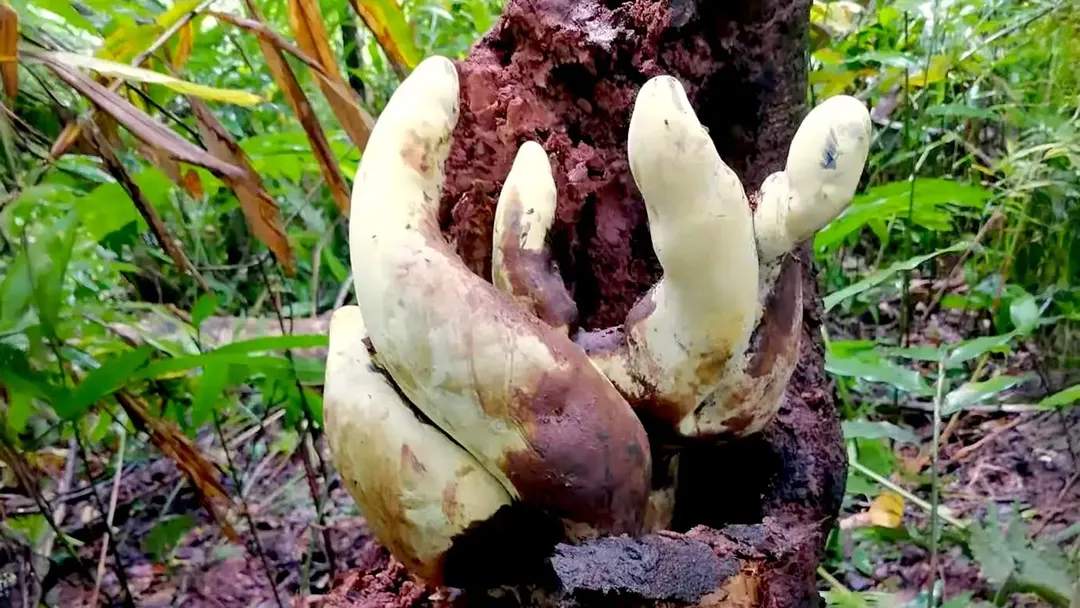 Giant fungus Dianjunus rex with 50 cm fruiting bodies found in China