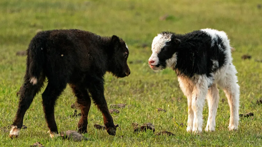 Chinese scientists clone 10 Tibetan yaks to save endangered species