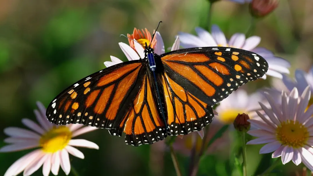 CTT's BlūMorpho tracker is light enough for a butterfly