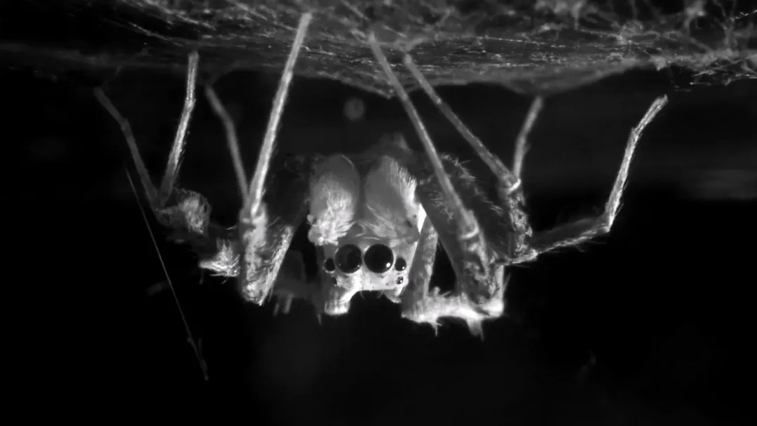 Spiders found to have two sleep stages, including REM-like state