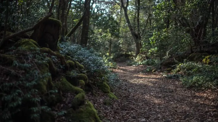 'Aokigahara' Stealer Targets Developer Keyrings and AI Assistants