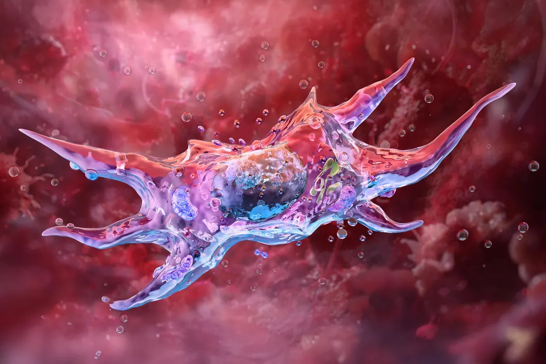Scientists Find a Way to Help the Immune System Clear Aging "Zombie Cells"