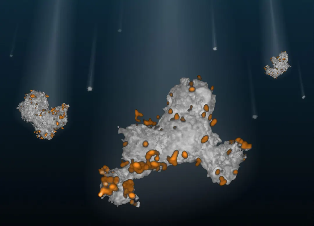 Marine snow viscosity affects ocean carbon storage, study finds