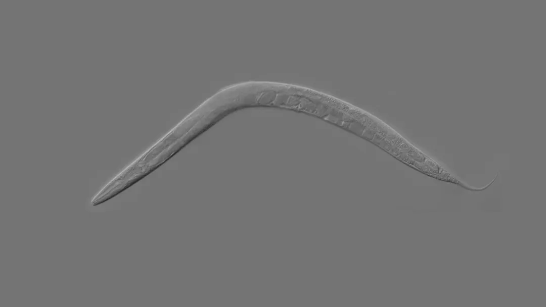 Study links cold-induced muscle metabolite BH2 to longer lifespan in worms