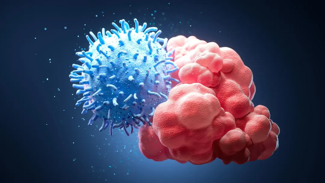 Scientists find immune cells have a hidden sense of touch