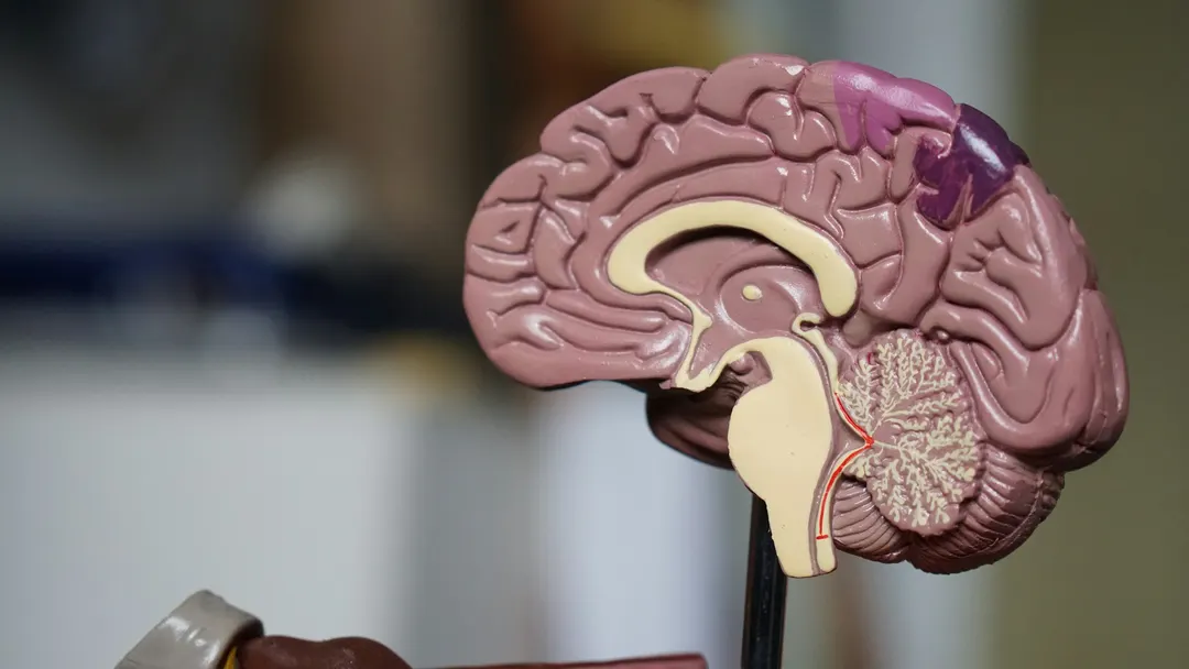 KAIST unveils wireless chip tracking acetylcholine in living brains