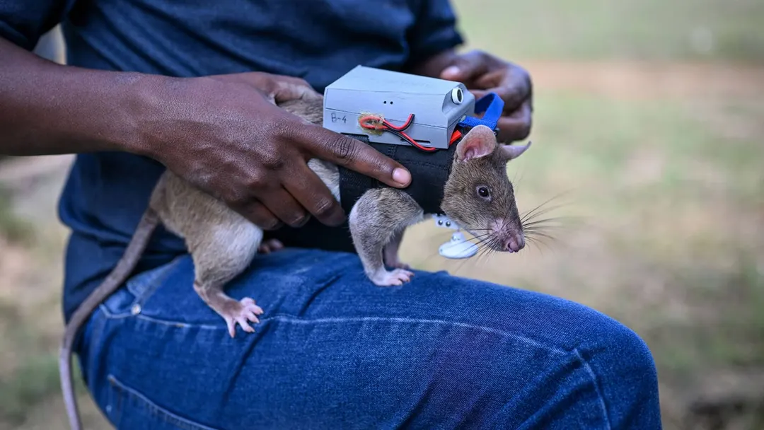 APOPO equips rescue rats with streaming backpacks to find quake victims