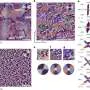 Ultrathin multiferroic films overcome 'dead layer' for energy-efficient AI chips