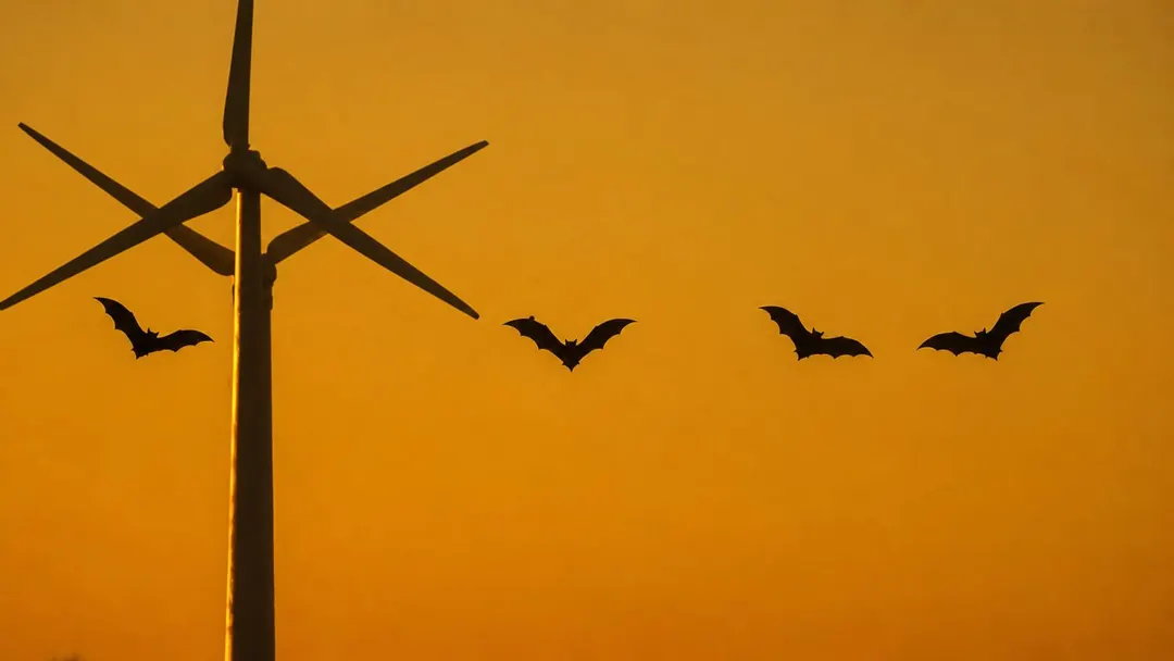 USGS: US Wind Turbines Killed an Estimated 18.7 Million Bats