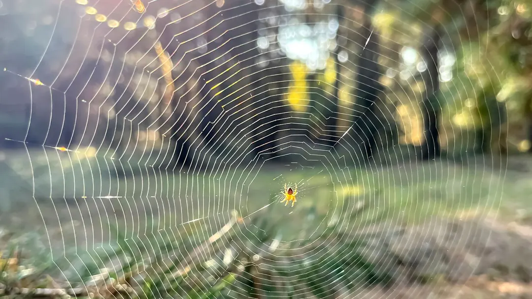 Researchers uncover how spider silk reaches 1.5 GPa strength