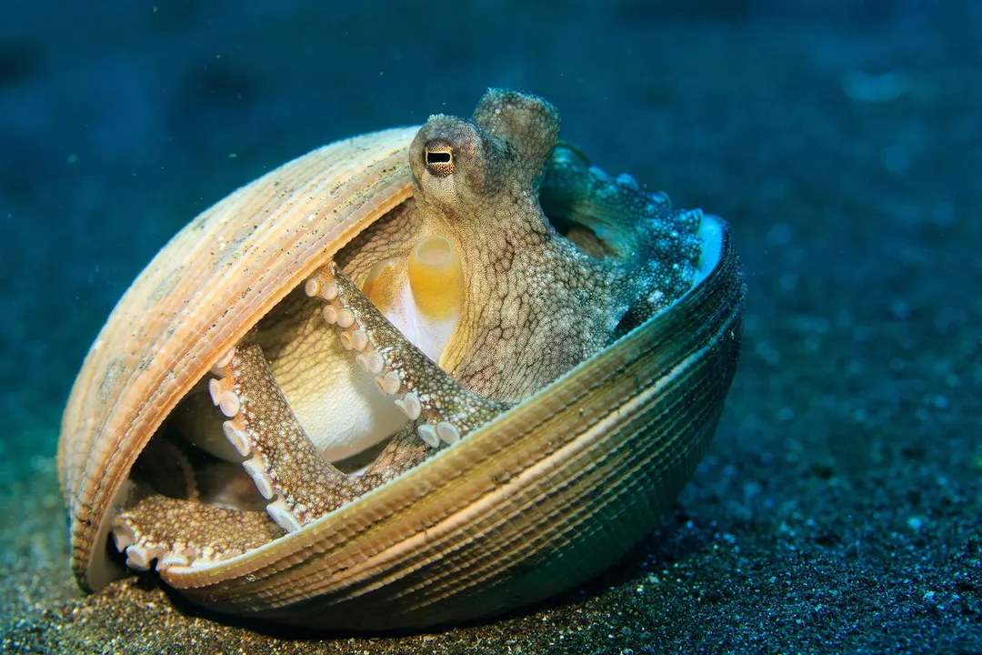 Octopus Intelligence May Lie in How Their DNA Folds, Study Finds