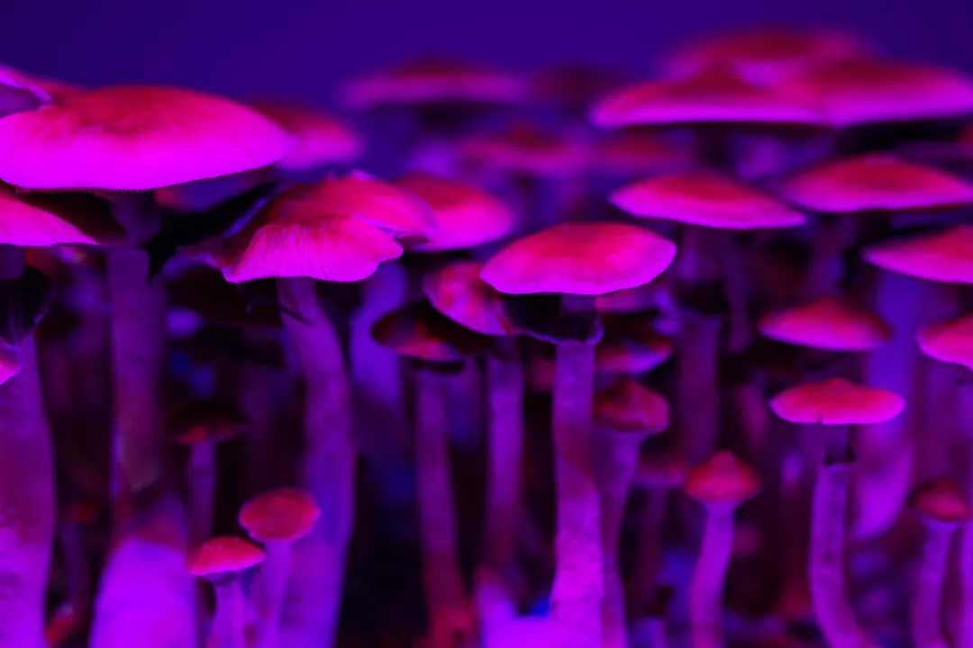 Scientists Separate Psilocybin's Brain Rewiring From Hallucinations