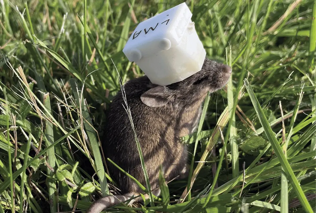 Cornell's WILD records hippocampal place cells outdoors for the first time