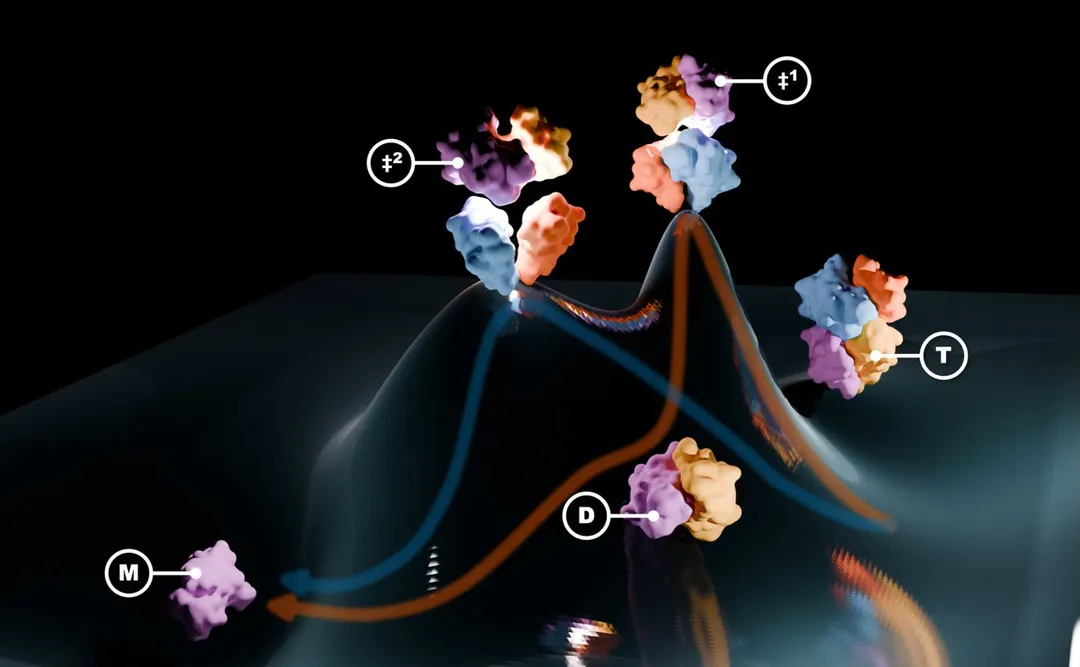 TTR protein found to unfold via alternative pathway in acidic conditions