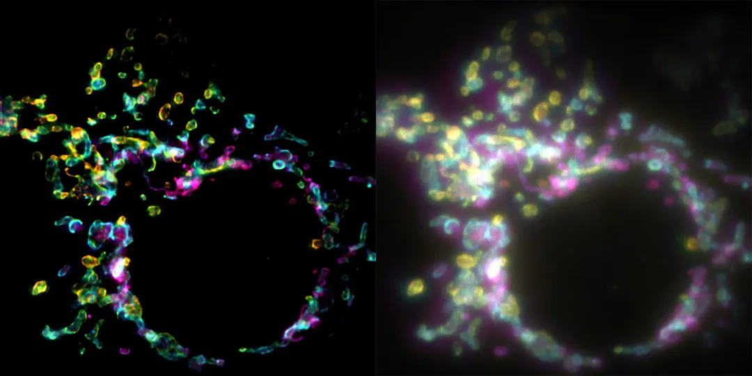 SPIFFI microscope captures live-cell super-resolution in a single shot