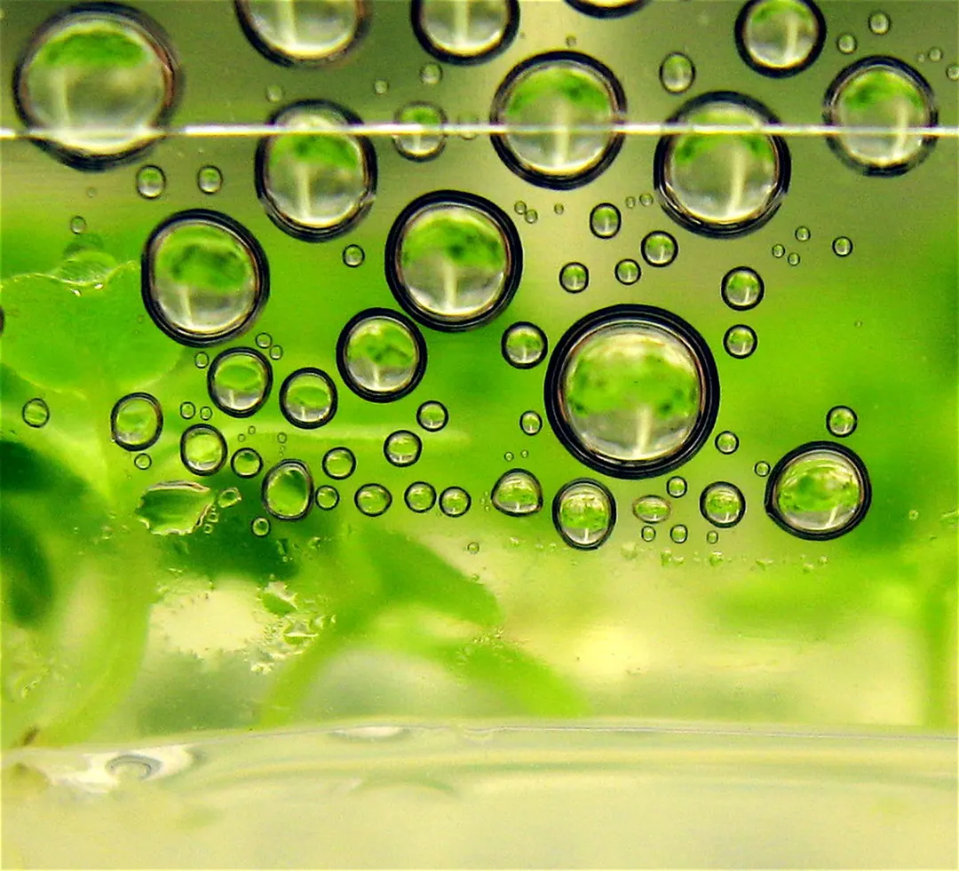 EU drafts VEEF loophole to label biofuel cars zero-emission